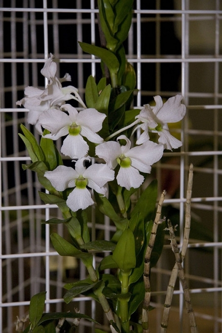 Dendrobium schuetzei