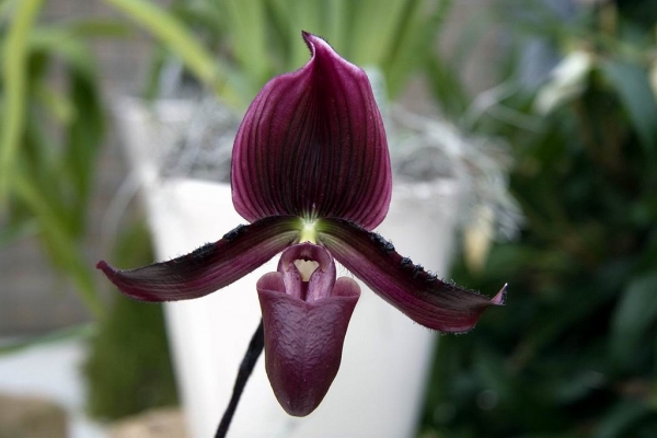 Orchids, Paphiopedilum Maudiae 'Coloratum'