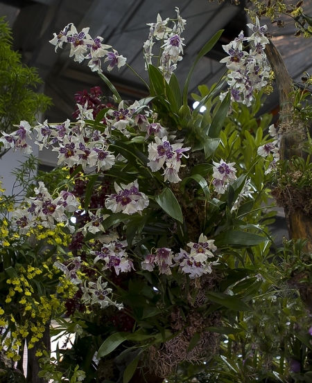 Orchids, Schunkeara Big Shot 'Hilo Sparkle'