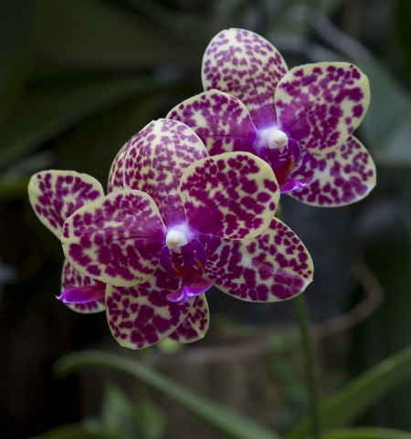 Orchids, Phalaenopsis 'Ching Her Buddha'